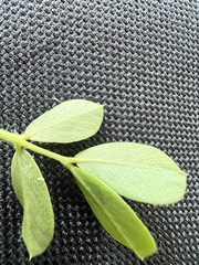 Arachis hypogaea