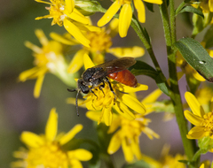 Sphecodes albilabris