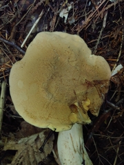 Boletus huronensis
