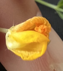 Arachis hypogaea