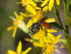 Sphecodes albilabris