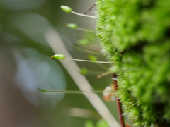 Leptostomum macrocarpum