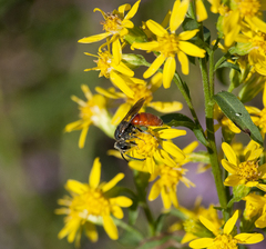 Sphecodes albilabris