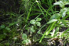 Cardamine cordifolia