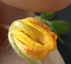 Arachis hypogaea