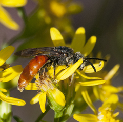 Sphecodes albilabris