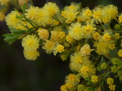 Acacia truncata