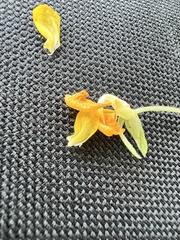 Arachis hypogaea
