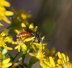 Sphecodes albilabris