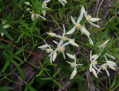 Clematis linearifolia