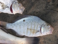 Amphistichus argenteus