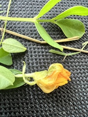 Arachis hypogaea