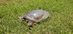 Apalone ferox