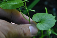 Cardamine cordifolia