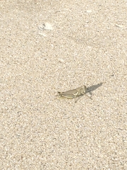 Melanoplus differentialis