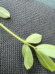 Arachis hypogaea