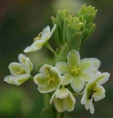 Phyllanthus calycinus