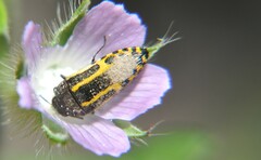 Acmaeodera scalaris