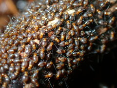 Psocidae