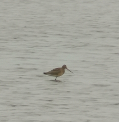 Limosa lapponica