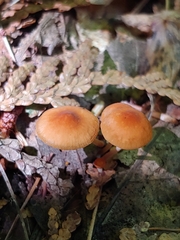 Marasmius sullivantii