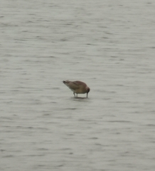 Limosa lapponica
