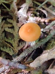 Marasmius sullivantii