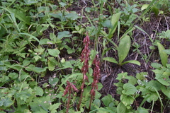 Corallorhiza