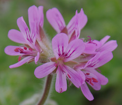 Pelargonium capitatum
