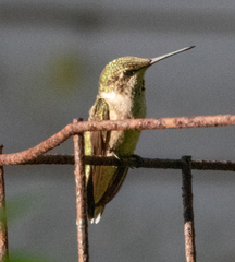 Archilochus colubris