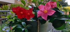 Mandevilla sanderi