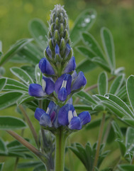 Lupinus cosentinii