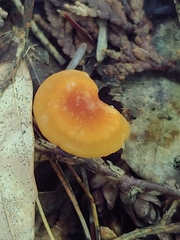 Marasmius sullivantii