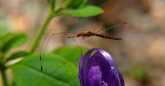 Zelus cervicalis
