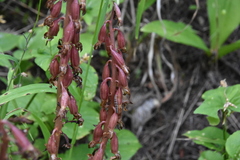 Corallorhiza