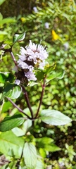 Mentha aquatica