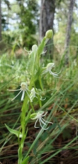 Habenaria quinqueseta