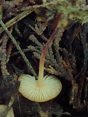 Marasmius sullivantii