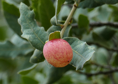Atrusca brevipennata