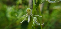Habenaria quinqueseta