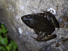 Pelophylax perezi