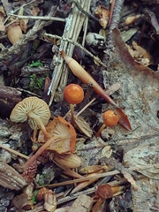 Marasmius sullivantii