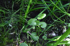 Cardamine cordifolia