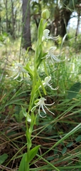 Habenaria quinqueseta