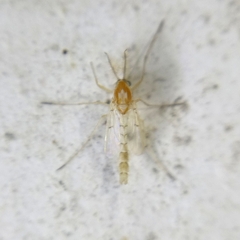 Chironomidae