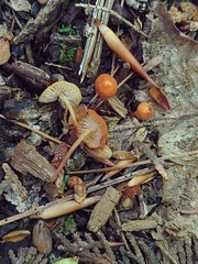 Marasmius sullivantii