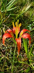 Lilium catesbaei