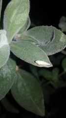 Graphocephala atropunctata