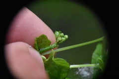 Cardamine cordifolia