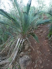Macrozamia riedlei